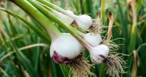 when and how to plant garlic in fall