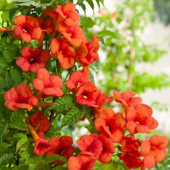 Campsis 'Mme Galen' Trumpet Creeper - Starter Plant - Hardy Vine