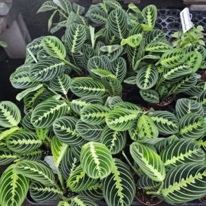 Maranta Lemon Lime Live Plant - 4 Inch Pot - Leuconeura Garden Plant