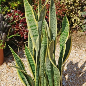 Sansevieria Yellow Snake Plant Live Plant 6" Pot Air Purifier