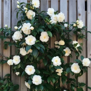 White Camellia Japonica LIve Plant for Planting 4