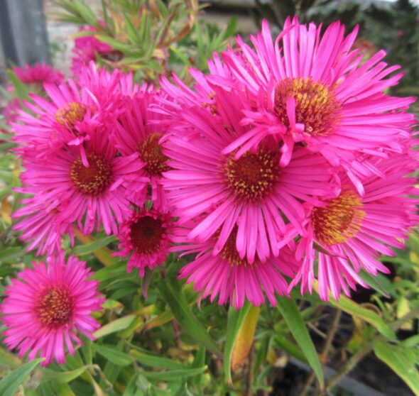 Aster Novae Angliae Alma Potschke - Starter Plant - Pink Perennial