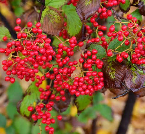 Viburnum Dilatatum Asian Beauty Starter Plant - 6-10 Inch - Hardy Shrub