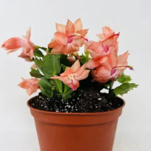 Christmas Cactus Zygocactus - 3 Inch Pot - Salmon Color - Holiday Succulent