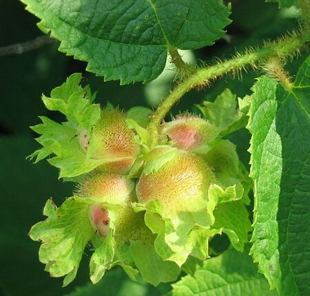 American Hazelnut - Edible Shrub - Starter Plant - 5-7 Inch - Dormant