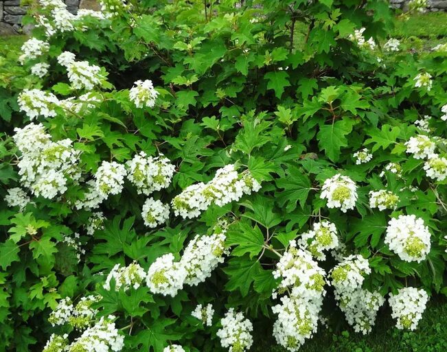 Compact Oakleaf Hydrangea - Hydrangea Quercifolia Peewee - 4-6 Inch Starter Plant - Image 2