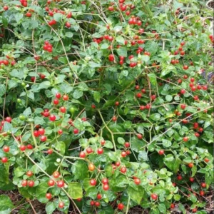 Chiltepin Pepper Plant - Live Plant 4