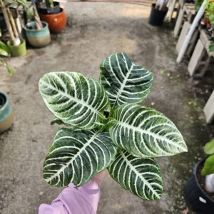 Aphelandra Zebra Plant - 4 Inch Potted Flowering Plant for Home Garden Decor