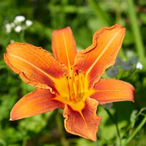 3 Wild Hemerocallis Orange Daylily Bare-root | Perennial, Vibrant Blooms