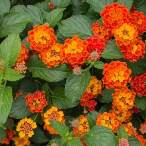 1 Pot-2 Lantana Bright Orange Plants Live for Planting 4
