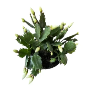 White Thanksgiving Cactus Live Plant 6