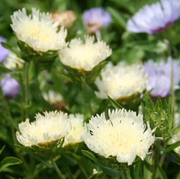 Stokesia 'Mary Gregory' Starter Plant - Perennial Aster - Creamy Yellow Blooms