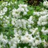Mock Orange Philadelphus Snowbelle - 7-10 Inch Starter Plant - Fragrant
