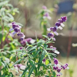 Mexican Bush Sage - SALVIA LEUCANTHA - Starter Plant - 4-6 Inch