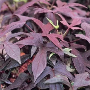 1 Pot Sweet Potato Vine Tri-Color (Purple) Plant Live for Planting 4