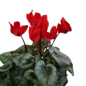 Cyclamen Red Live Plant 4