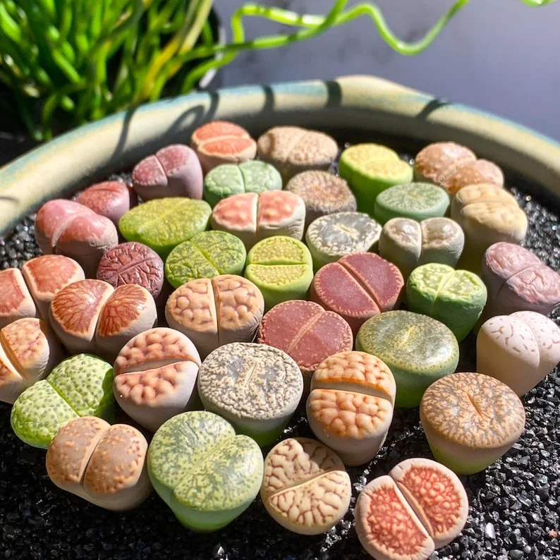 10 Multicolor Living Stone Lithops Succulent Plants