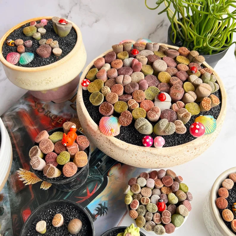 10 Multicolor Living Stone Lithops Succulent Plants