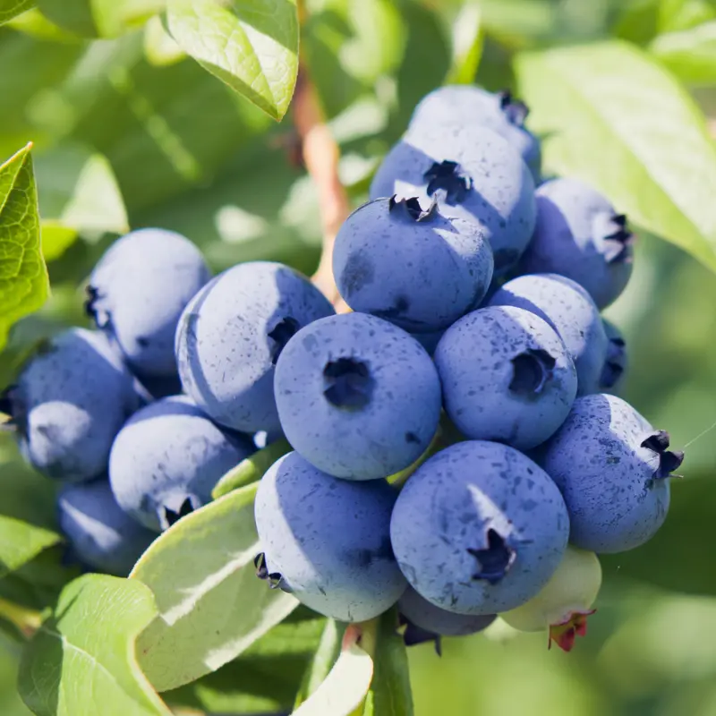 3 Top Hat Dwarf Blueberry Bush Starter Plant Edible Fruit Compact