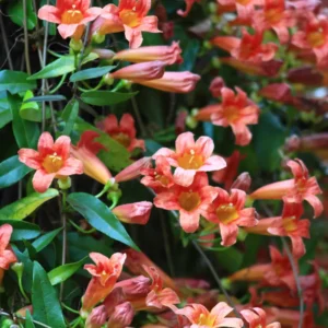 Tangerine Crossvine Live Plant 1 Gallon – Orange Flowers, Fast Growing, Self-Clinging