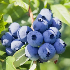 3 Top Hat Dwarf Blueberry Bush Starter Plant Edible Fruit Compact