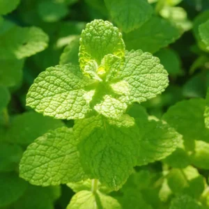 Apple Mint Herb Plant - 6