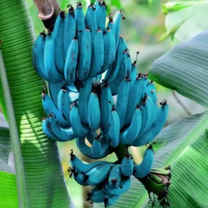 Pack 2 Banana Trees 4-8 Inc - Blue Java Banana