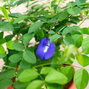 10" Tall Blue Butterfly Pea Organic Clitoria Ternatea Edible Flower