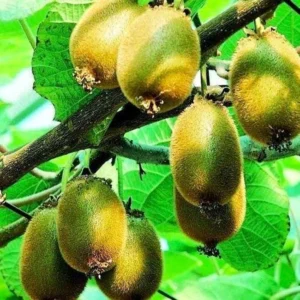 High-Yielding Kiwi Trees - 2 Live Plants - Starter Size 4-6 Inches - Sweet Hardy Vine