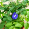 10" Tall Blue Butterfly Pea Organic Clitoria Ternatea Edible Flower