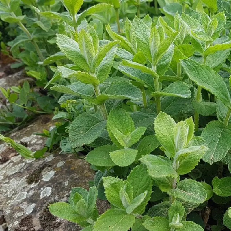 Apple Mint Herb Plant – 6″ Height – Fragrant & Easy to Grow (1)
