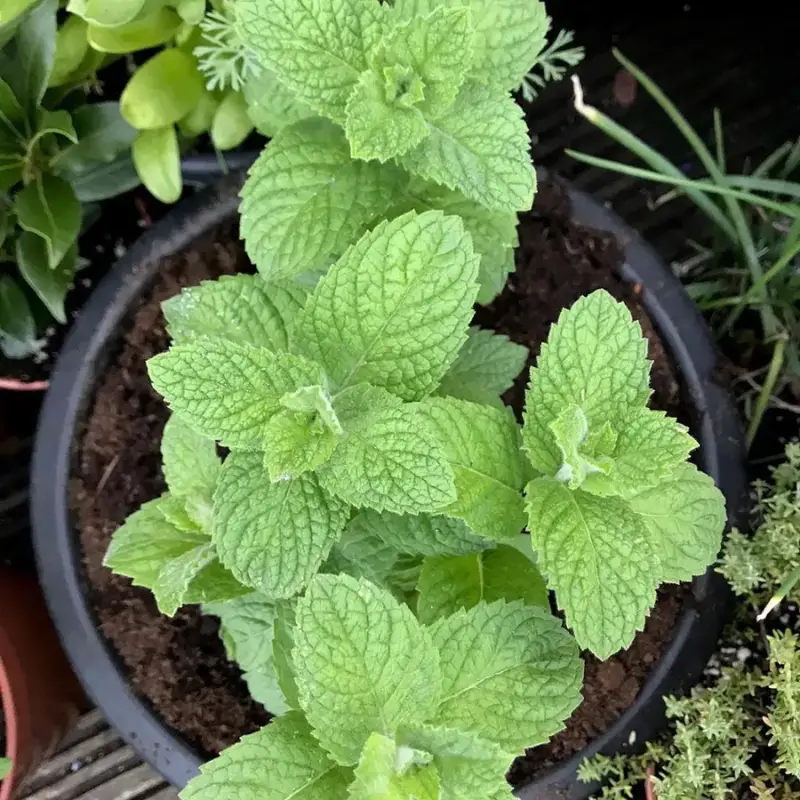 Apple Mint Herb Plant – 6″ Height – Fragrant & Easy to Grow (2)