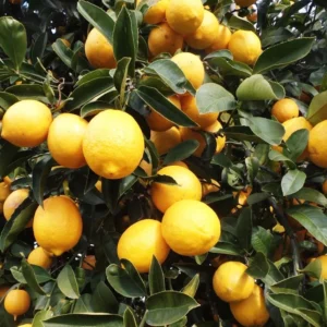 Bears Lemon Tree Live Plant - Indoor Tree - 3ft - Green - Citrus