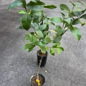 Bears Lemon Tree Live Plant - Indoor Tree - 3ft - Green - Citrus