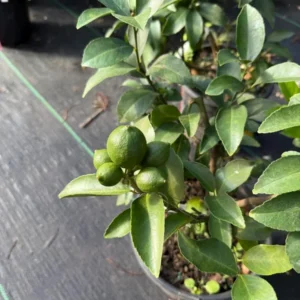 Bears Lemon Tree Live Plant - Indoor Tree - 3ft - Green - Citrus