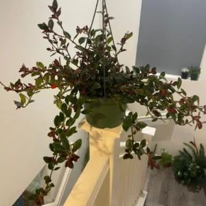 Black Goldfish Plant Live Houseplant 4 Inch Orange Bloom Unique