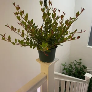 Black Goldfish Plant Live Houseplant 4 Inch Orange Bloom Unique