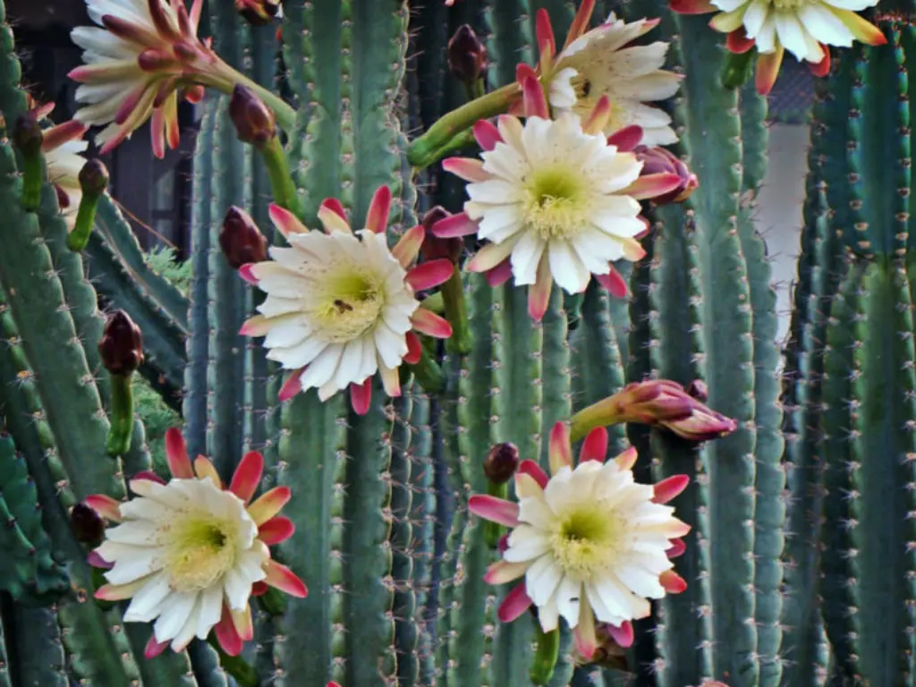 Cereus peruvianus (Peruvian Apple Cactus)