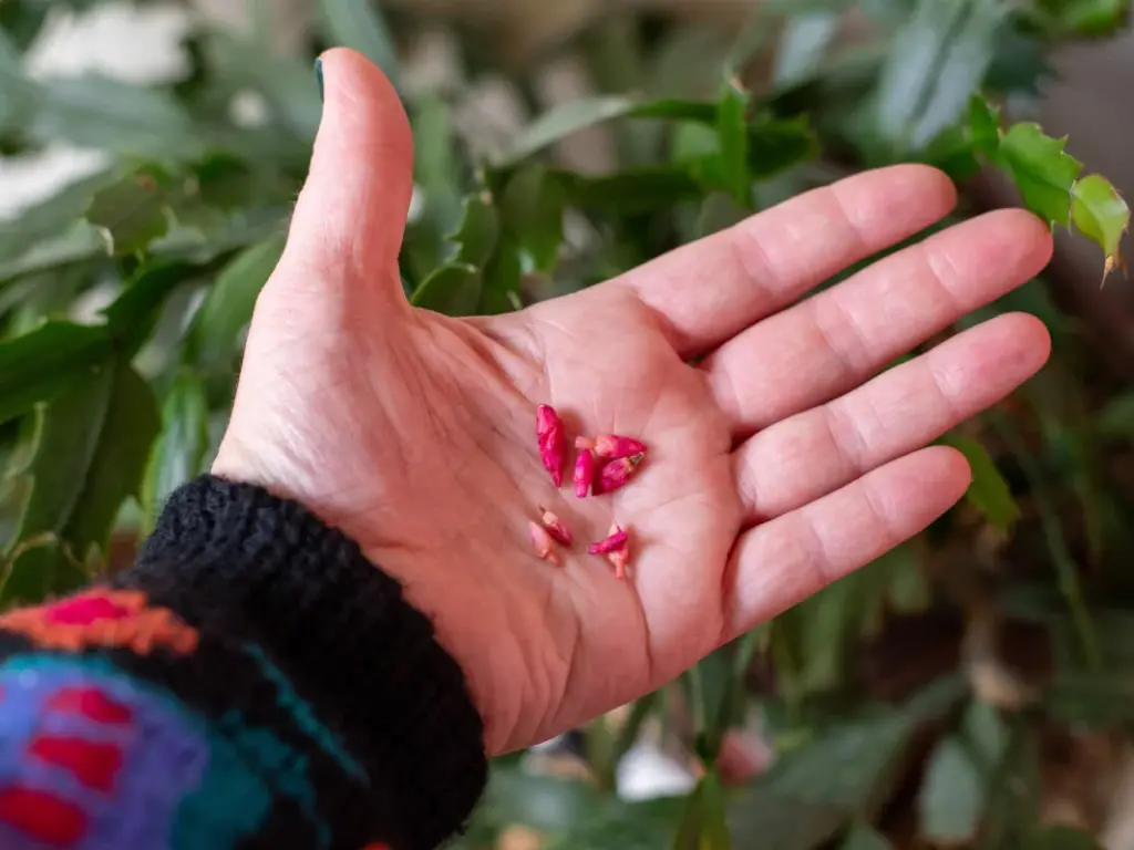 Christmas Cactus Bud Drop