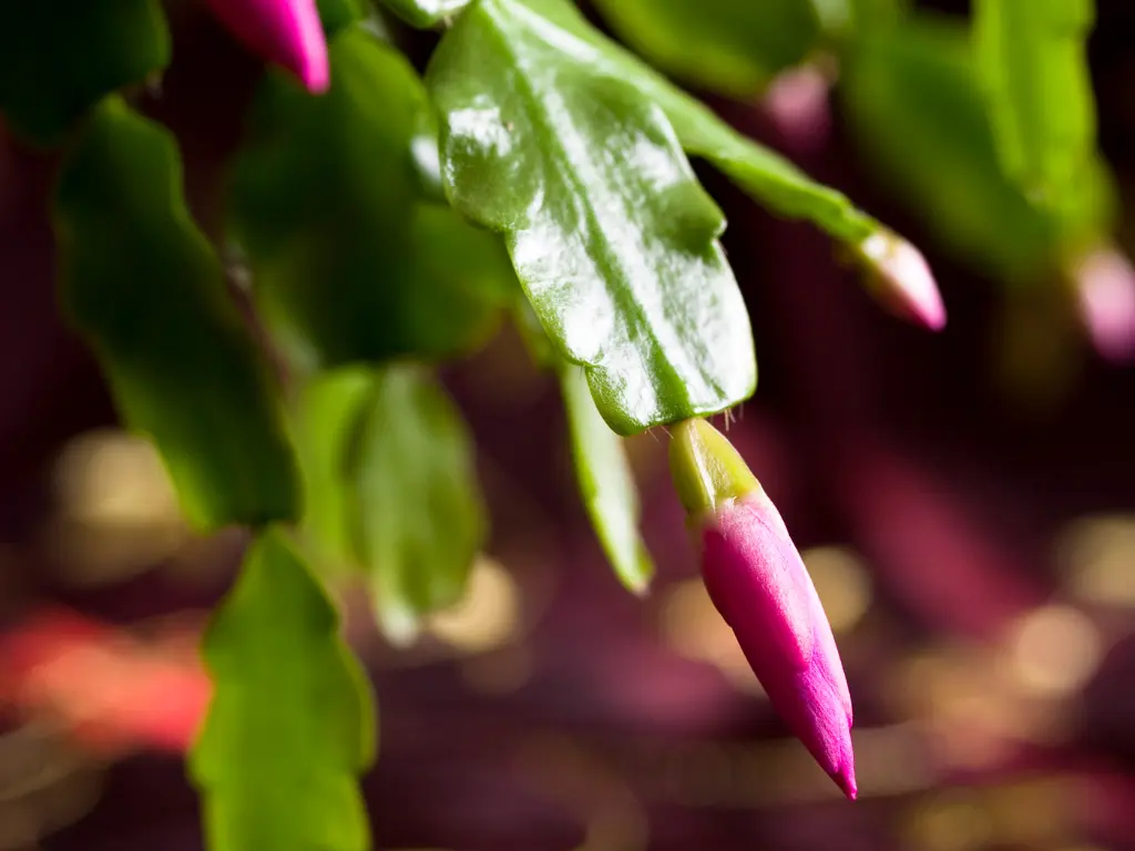 Christmas Cactus Bud