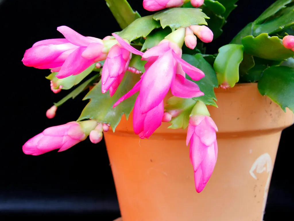 Christmas Cactus Buds flowering