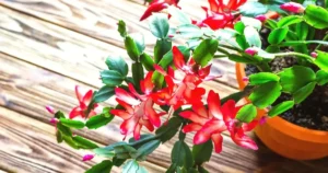 Christmas cactus problems