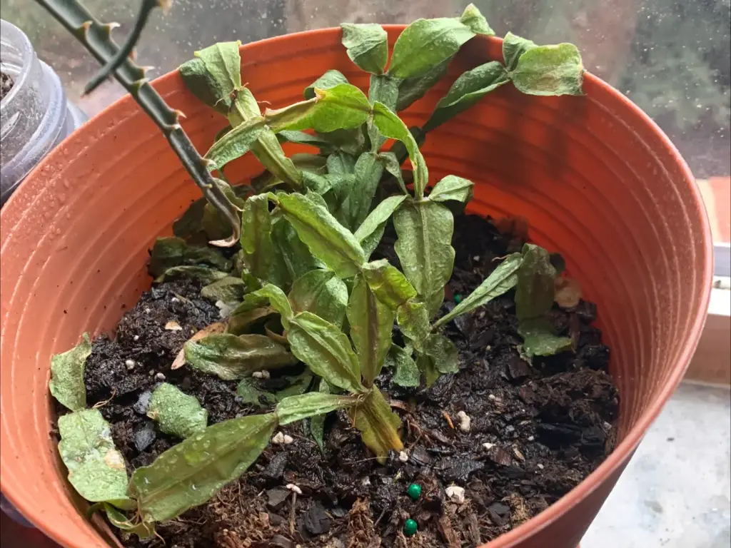 Christmas cactus has soft, mushy leaves, a sour smell from the soil