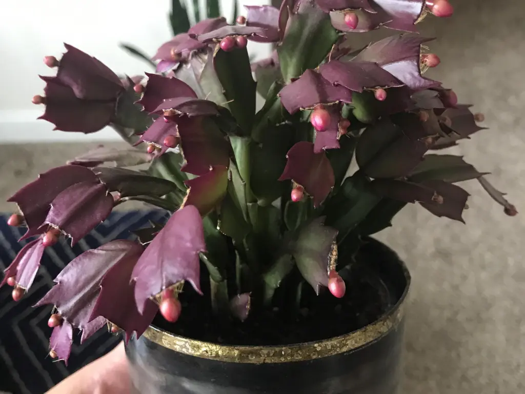Christmas cactus leaves turn purple