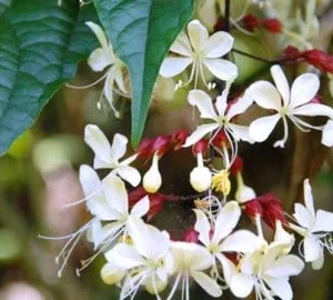 Clerodendrum Wallichii Smithianum Vine Live Plant - 4-9 Inch Fast Growing Vine