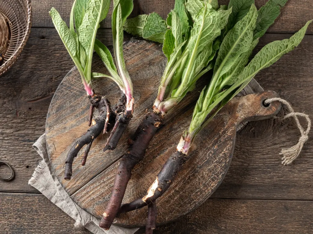 Propagate Comfrey from Root Cuttings