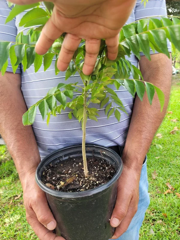 Curry Leaf Plant Murraya Koenigii Herb 5-9 Inch Quart Pot