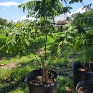 Curry Leaf Plant Murraya Koenigii Herb 5-9 Inch Quart Pot