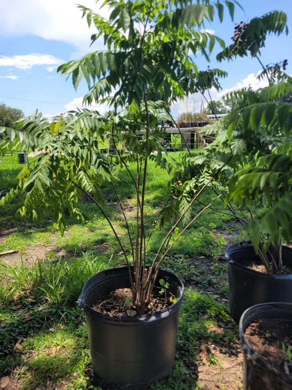 Curry Leaf Plant Murraya Koenigii Herb 5-9 Inch Quart Pot