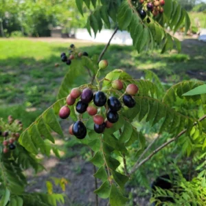 Curry Leaf Plant Murraya Koenigii Herb 5-9 Inch Quart Pot